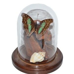 Vtg Turquoise Emperor Butterfly In Dome Habitat Taxidermy iridescent‎ blue aqua